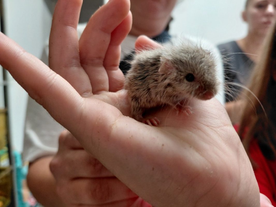 Elanor - Rongeur Souris à adopter