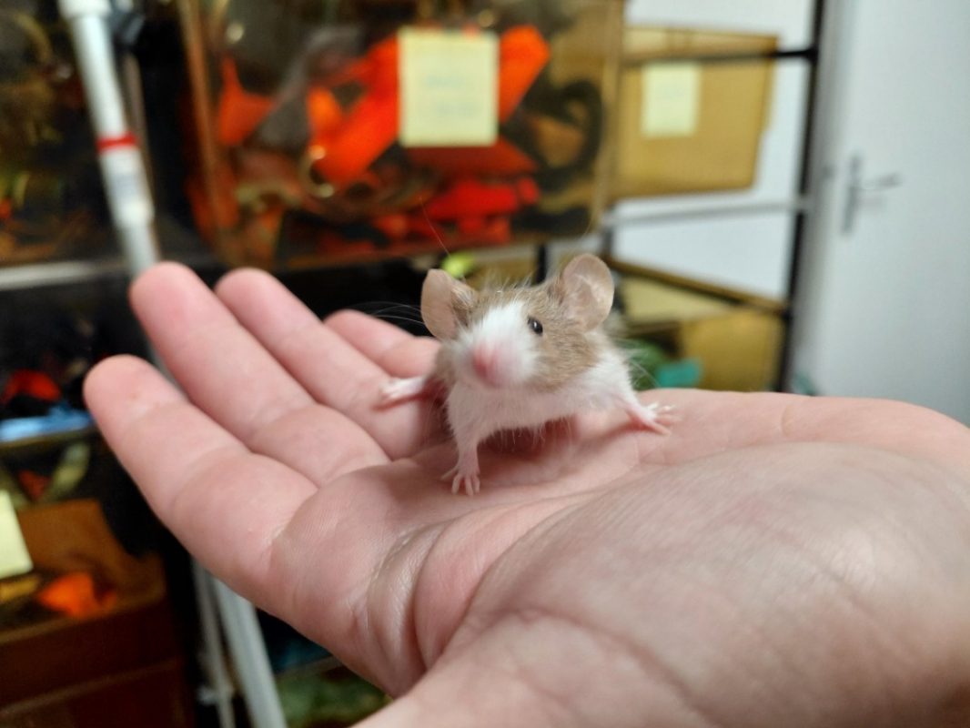 Disa - Rongeur Souris à adopter
