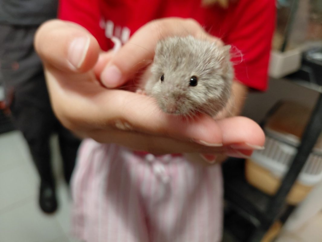 Theo - Rongeur Souris à adopter