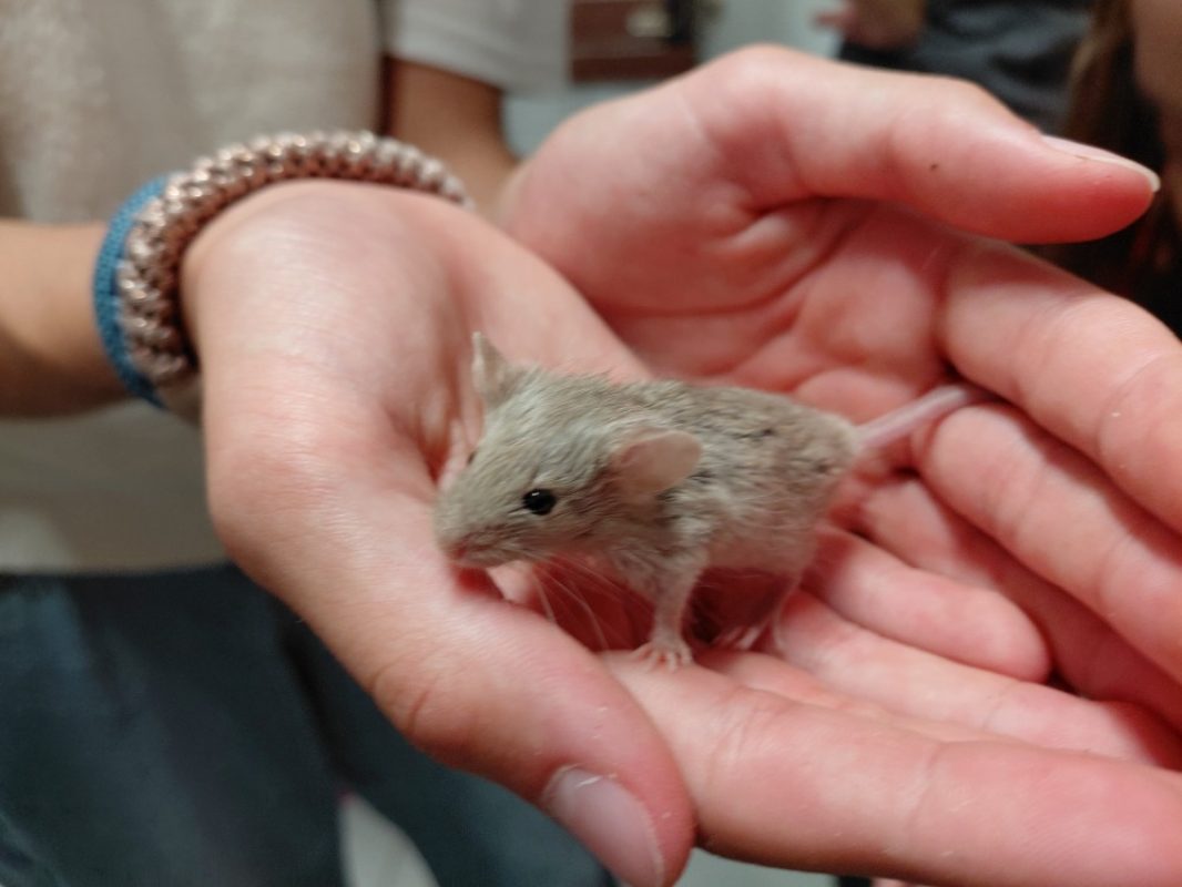 Kemen - Rongeur Souris à adopter
