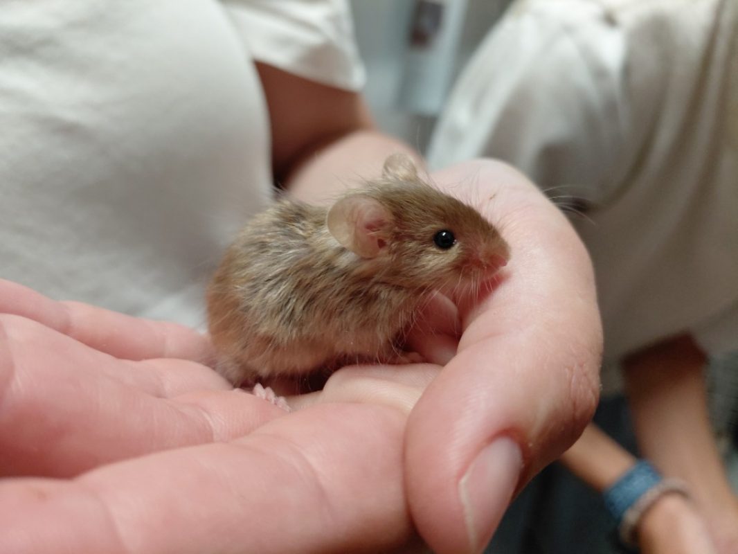 Arondir - Rongeur Souris à adopter