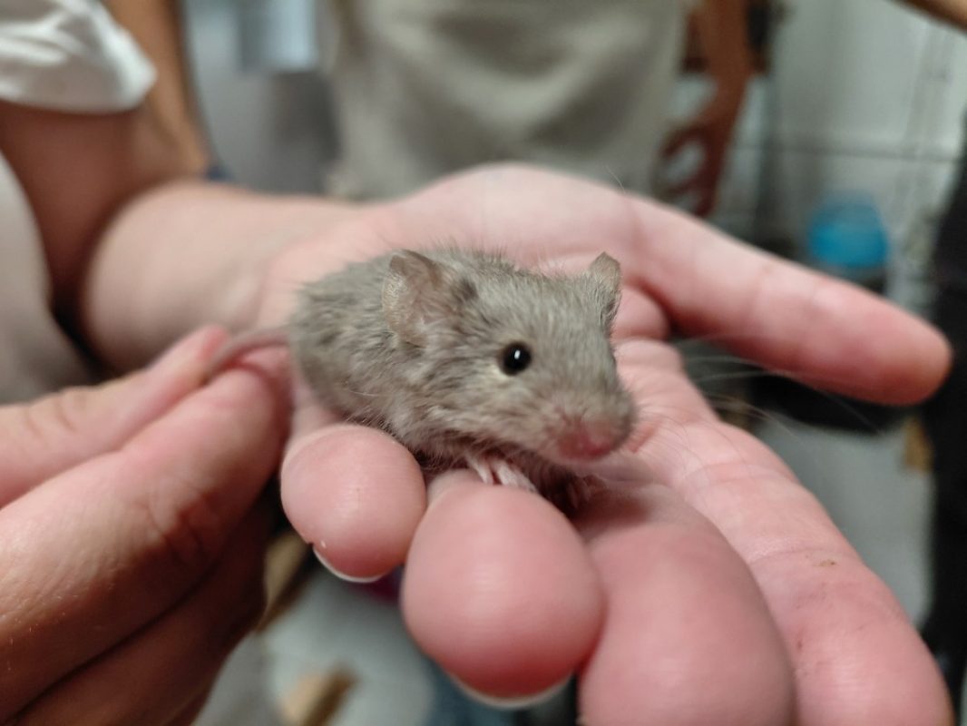 Durin - Rongeur Souris à adopter