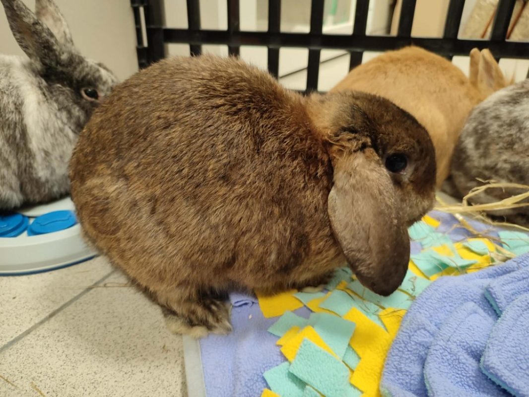 Excavarenne qnac - Rongeur Lapin à adopter