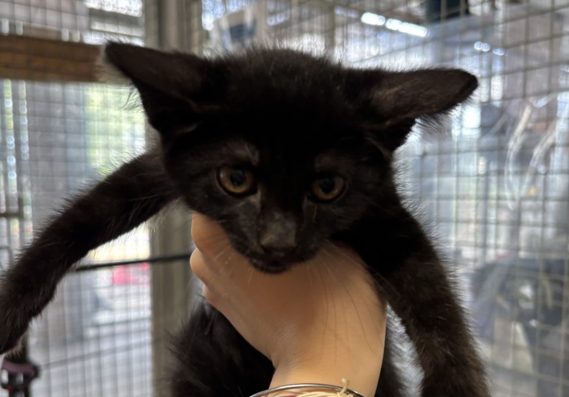 Tutu - Chat Européen à adopter