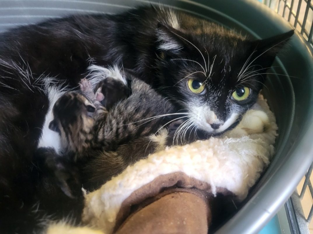 Jaja - Chat Européen à adopter