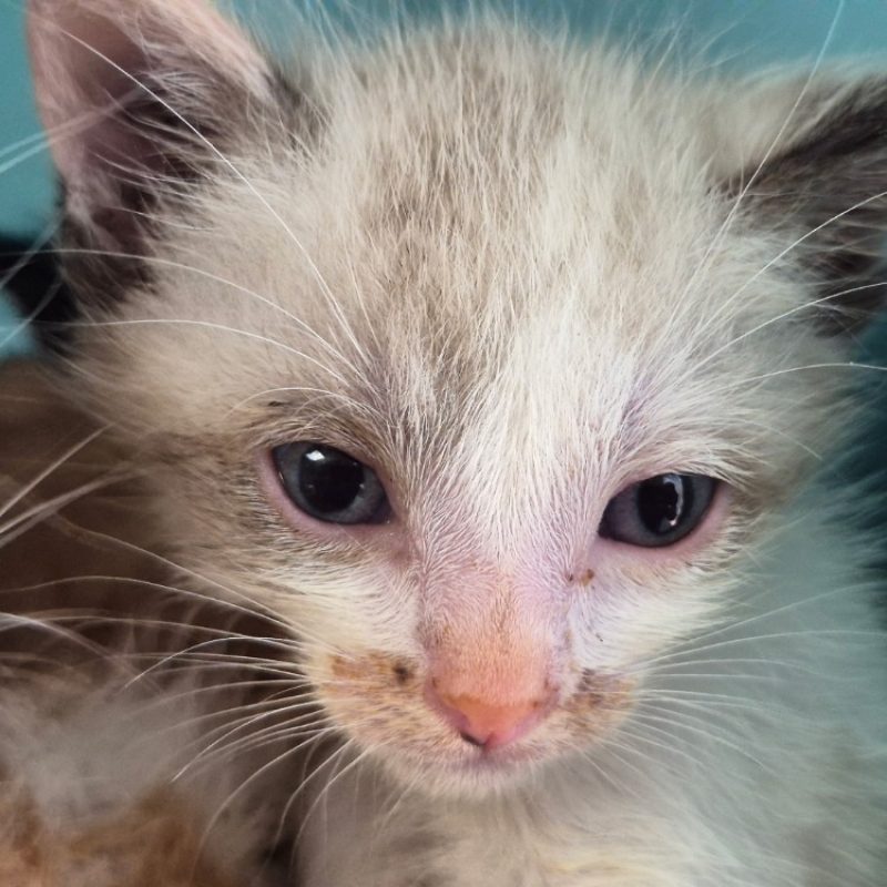 Nick - Chat Européen à adopter