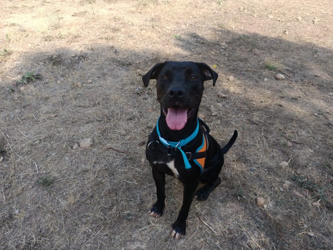 Kuro - Chien à adopter
