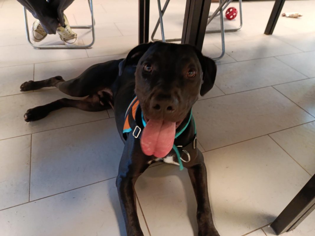 Kuro - Chien à adopter - photo 2