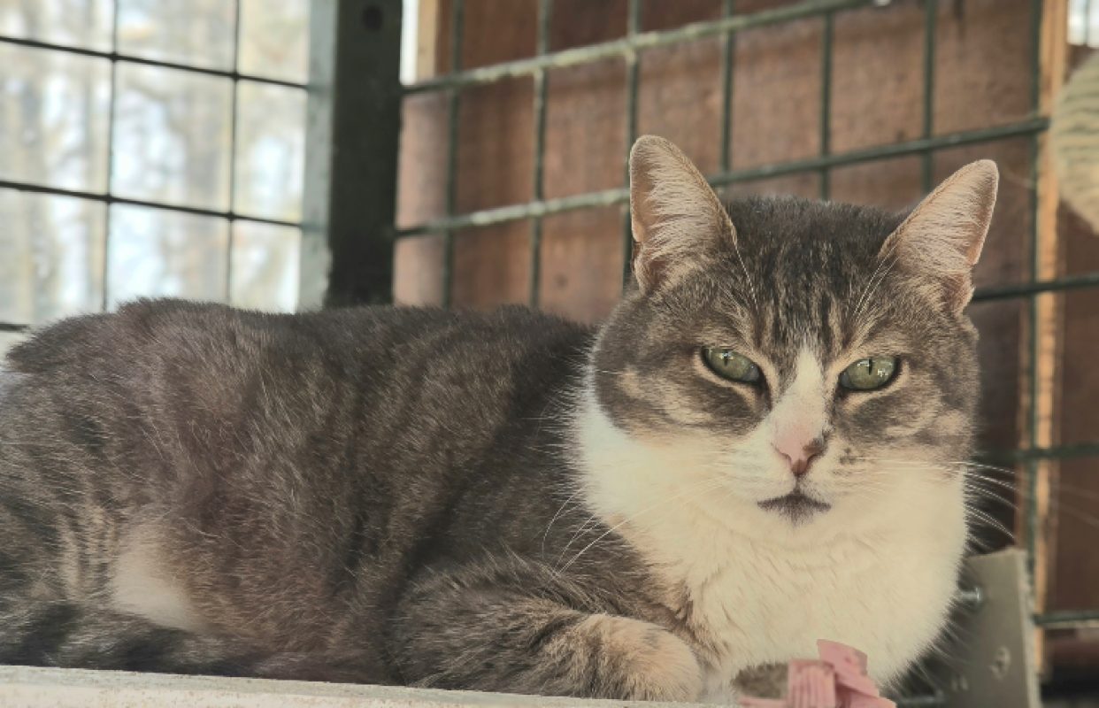 Virgule - Chat Européen à adopter
