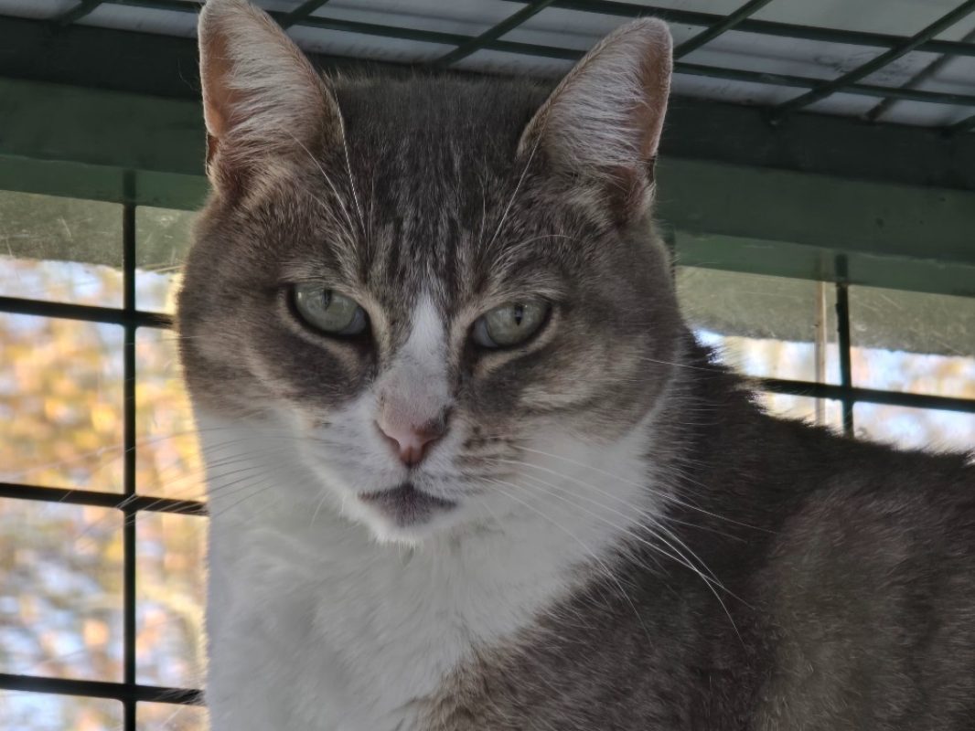 Virgule - Chat Européen à adopter - photo 2