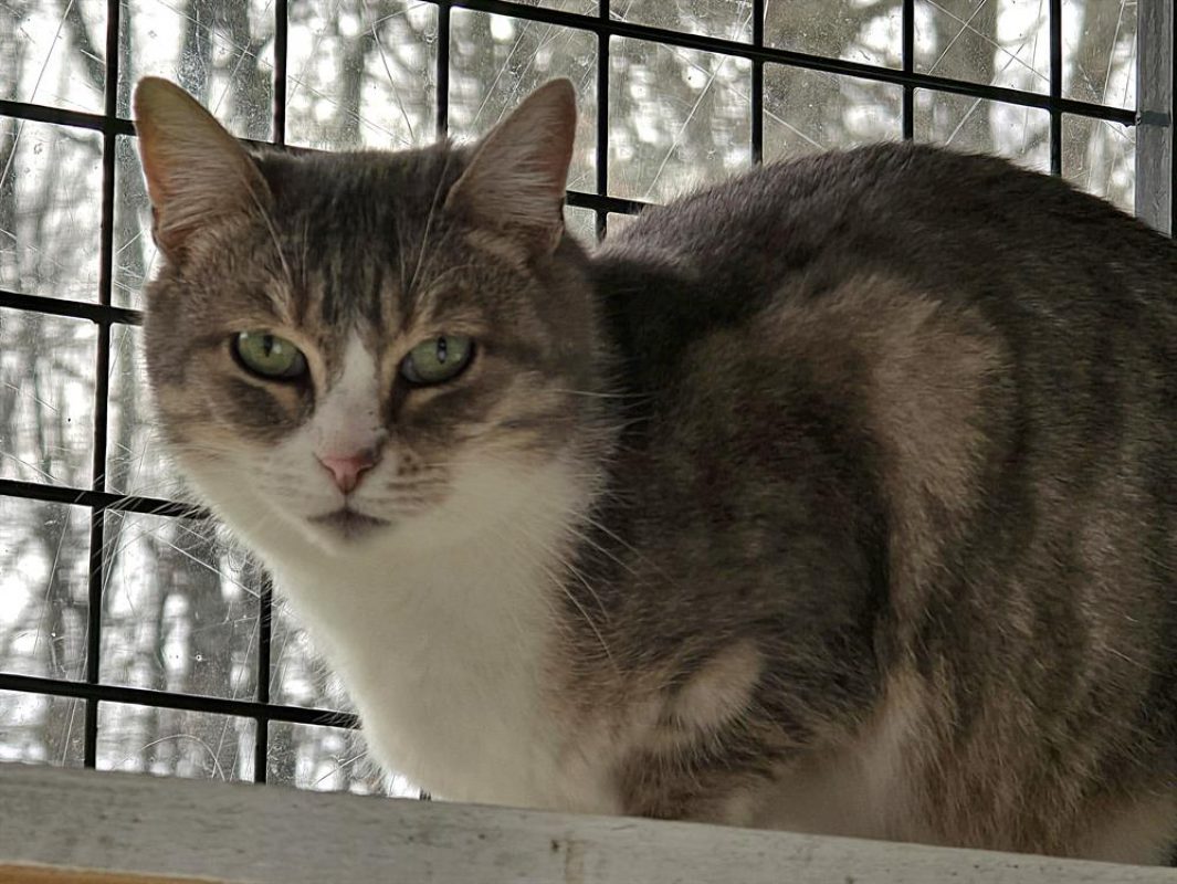 Virgule - Chat Européen à adopter - photo 3