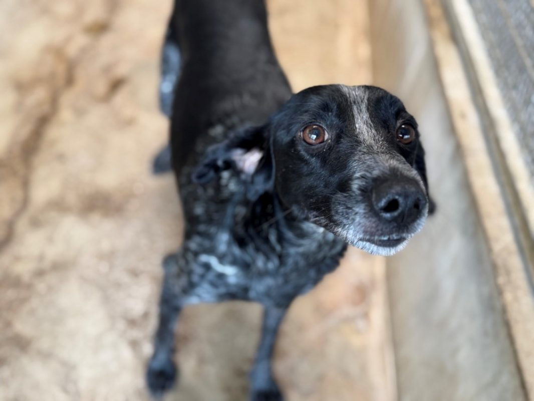 Sephora - Chien à adopter