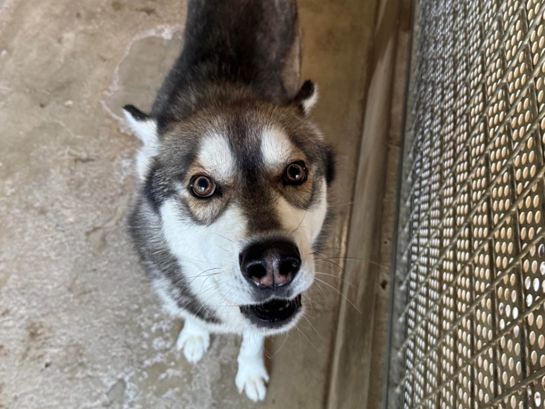 Mustang - Chien Husky Sibérien à adopter