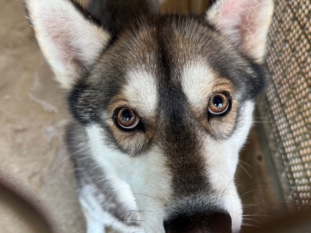 Mustang - Chien Husky Sibérien à adopter - photo 2