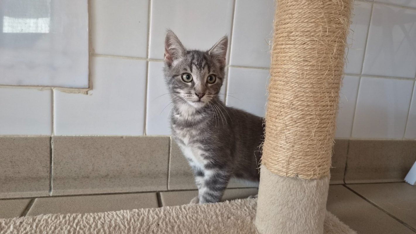 Manny - Chat Européen à adopter