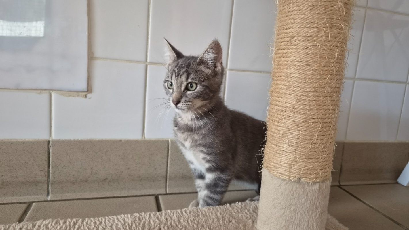 Manny - Chat Européen à adopter - photo 2