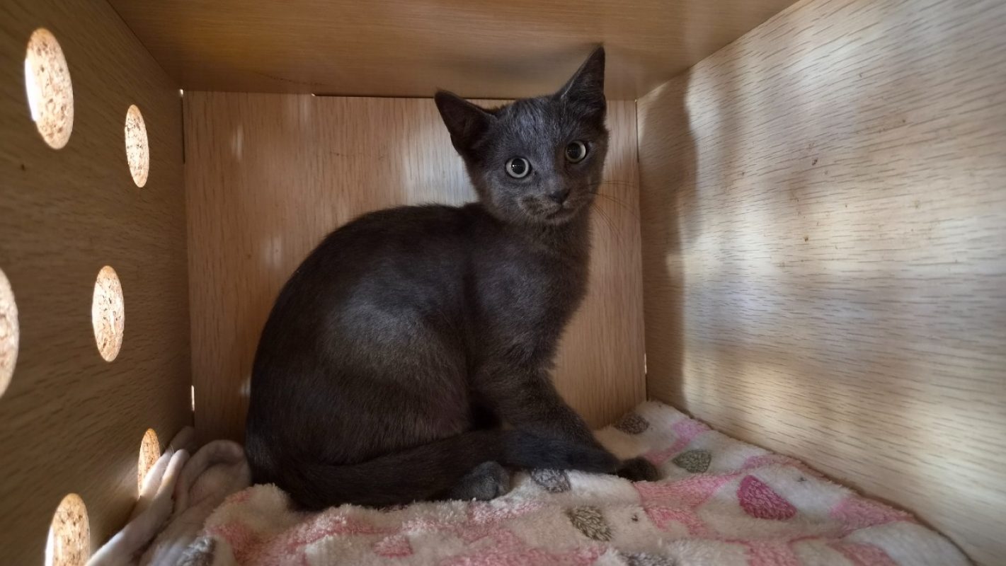Diego - Chat Européen à adopter
