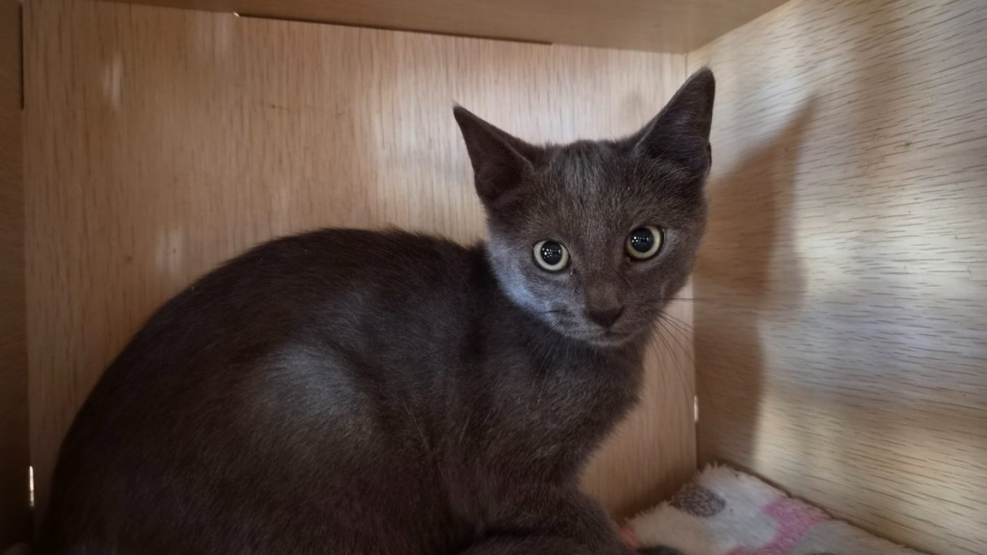 Diego - Chat Européen à adopter - photo 2
