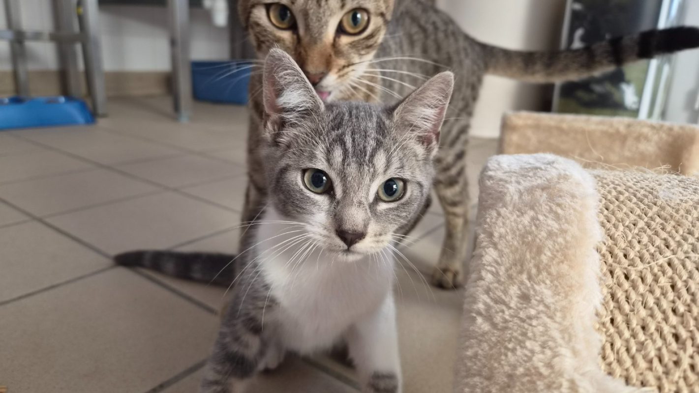 Sidonie - Chat Européen à adopter