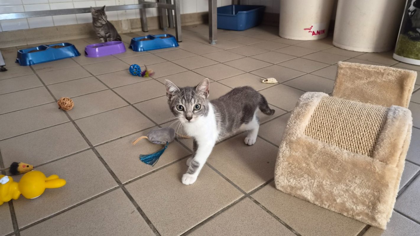 Sidonie - Chat Européen à adopter - photo 2