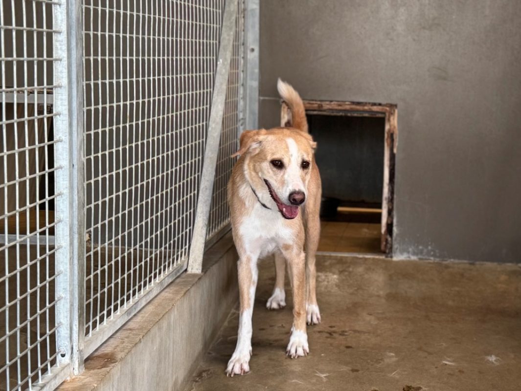 Aloha - Chien à adopter