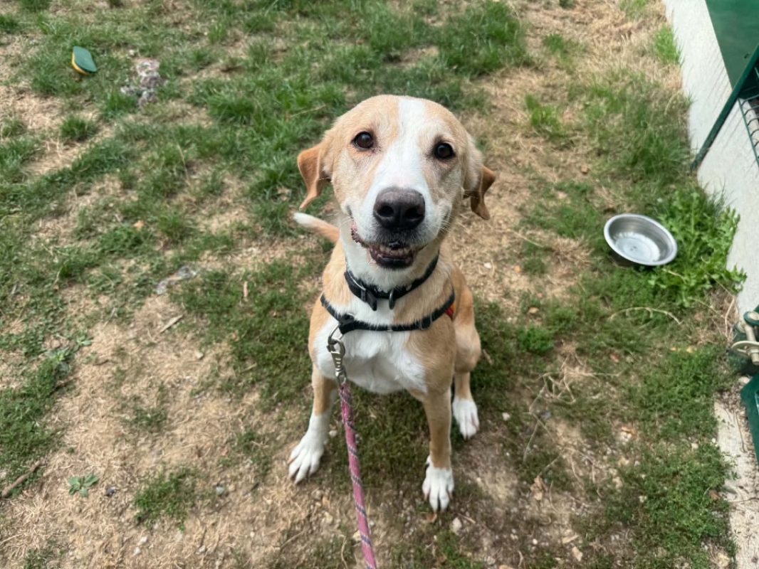 Aloha - Chien à adopter