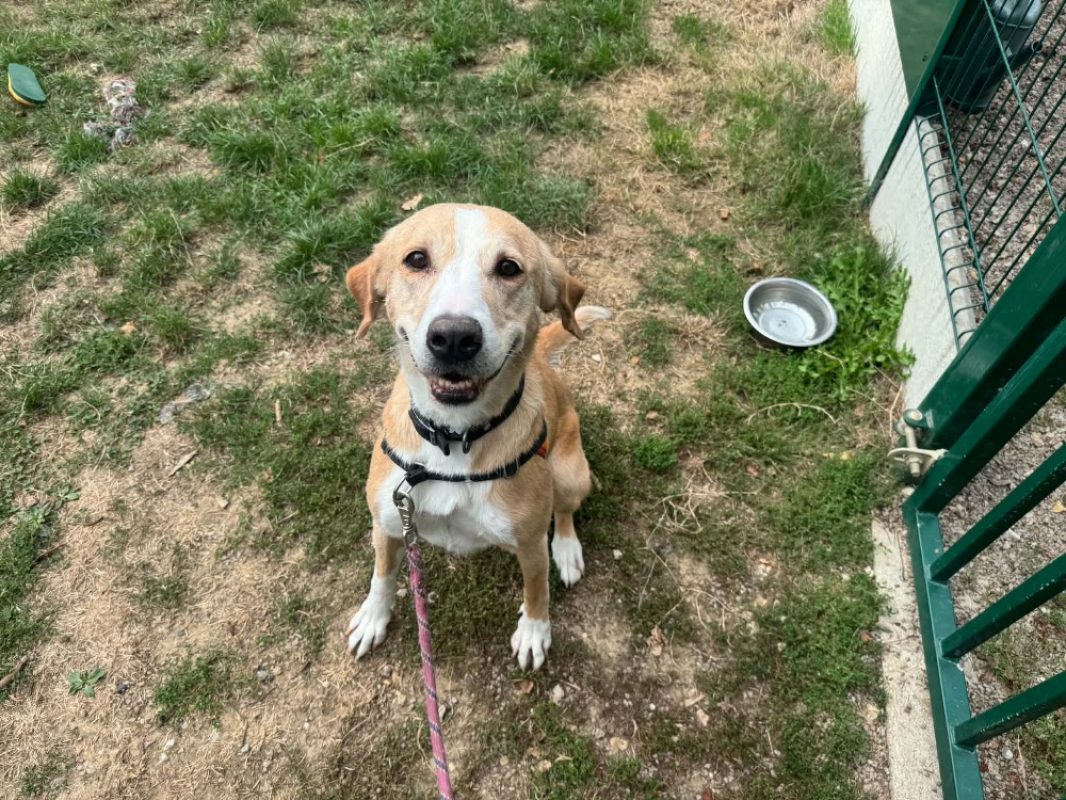 Aloha - Chien à adopter - photo 2