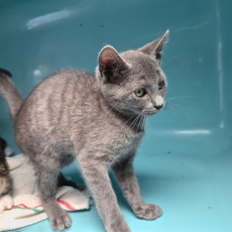 Mars - Chat Européen à adopter