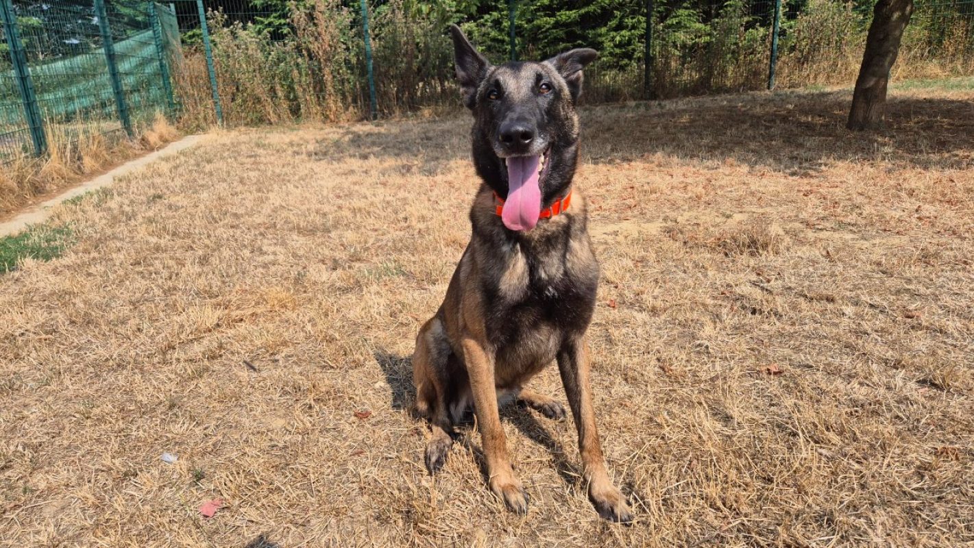 Ghost - Chien Berger Belge Malinois à adopter