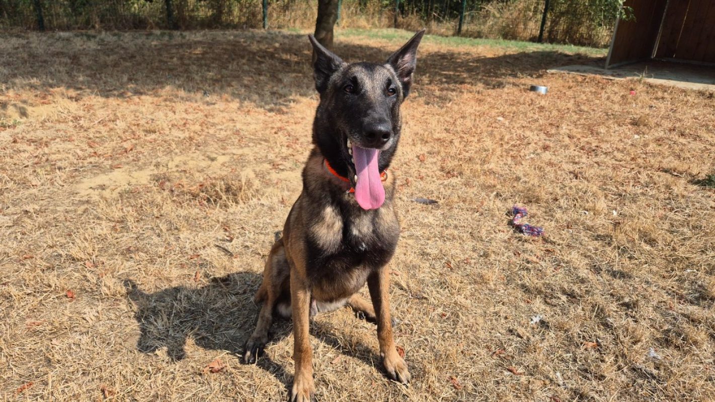 Ghost - Chien Berger Belge Malinois à adopter - photo 2