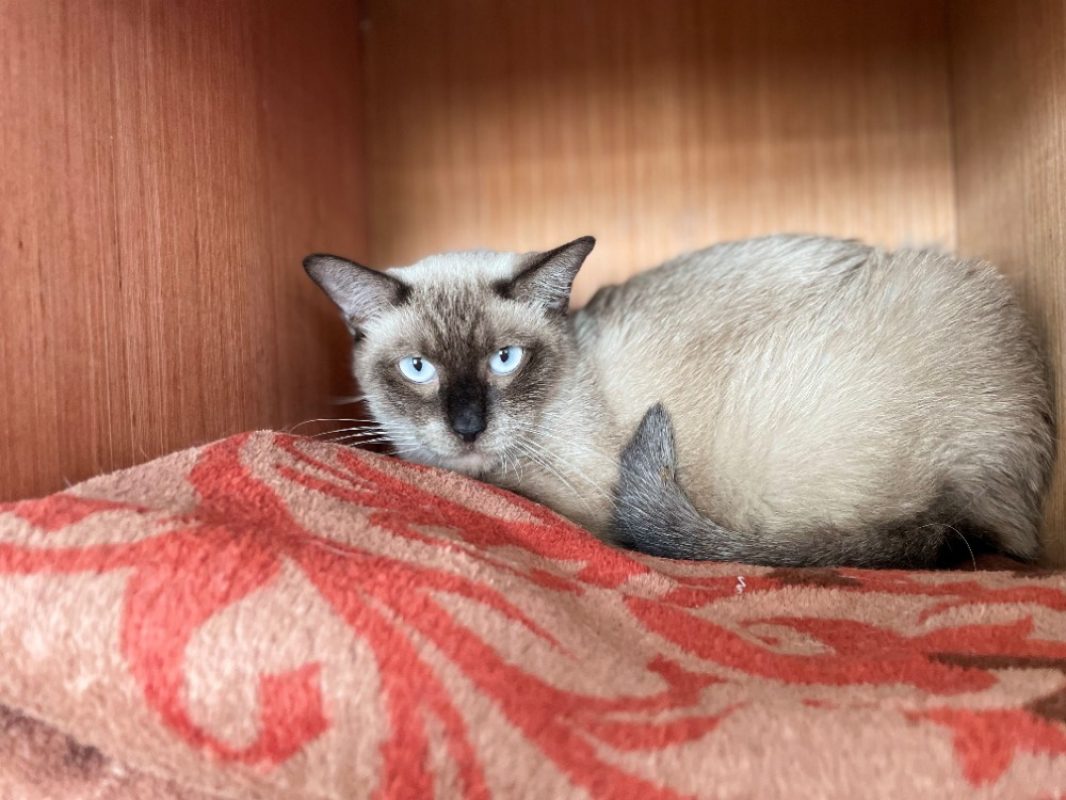 Zeus - Chat Européen à adopter