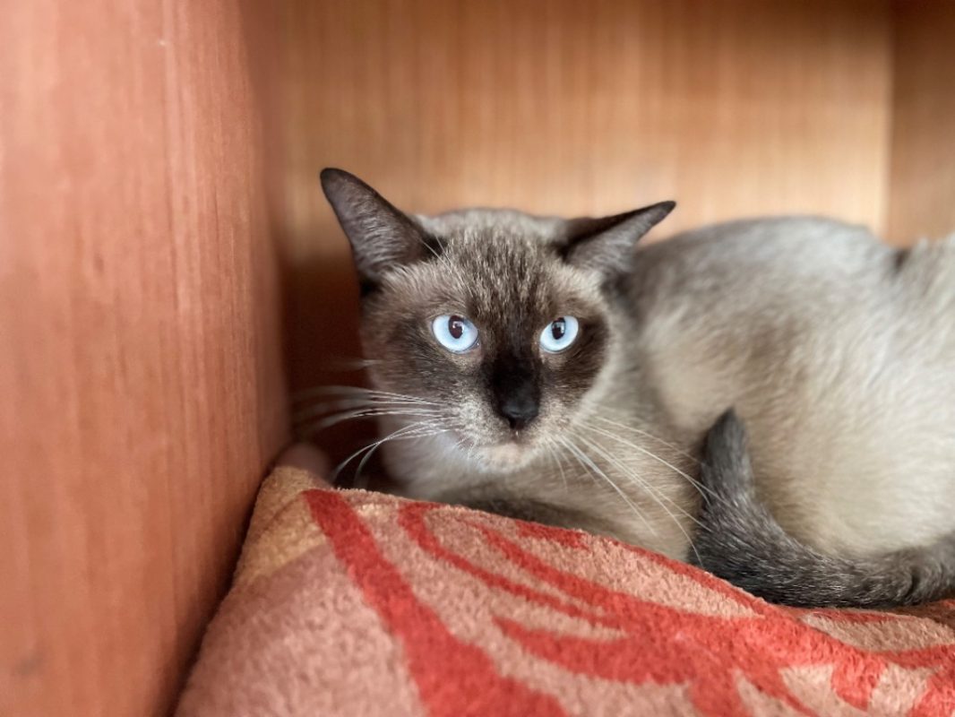 Zeus - Chat Européen à adopter - photo 2