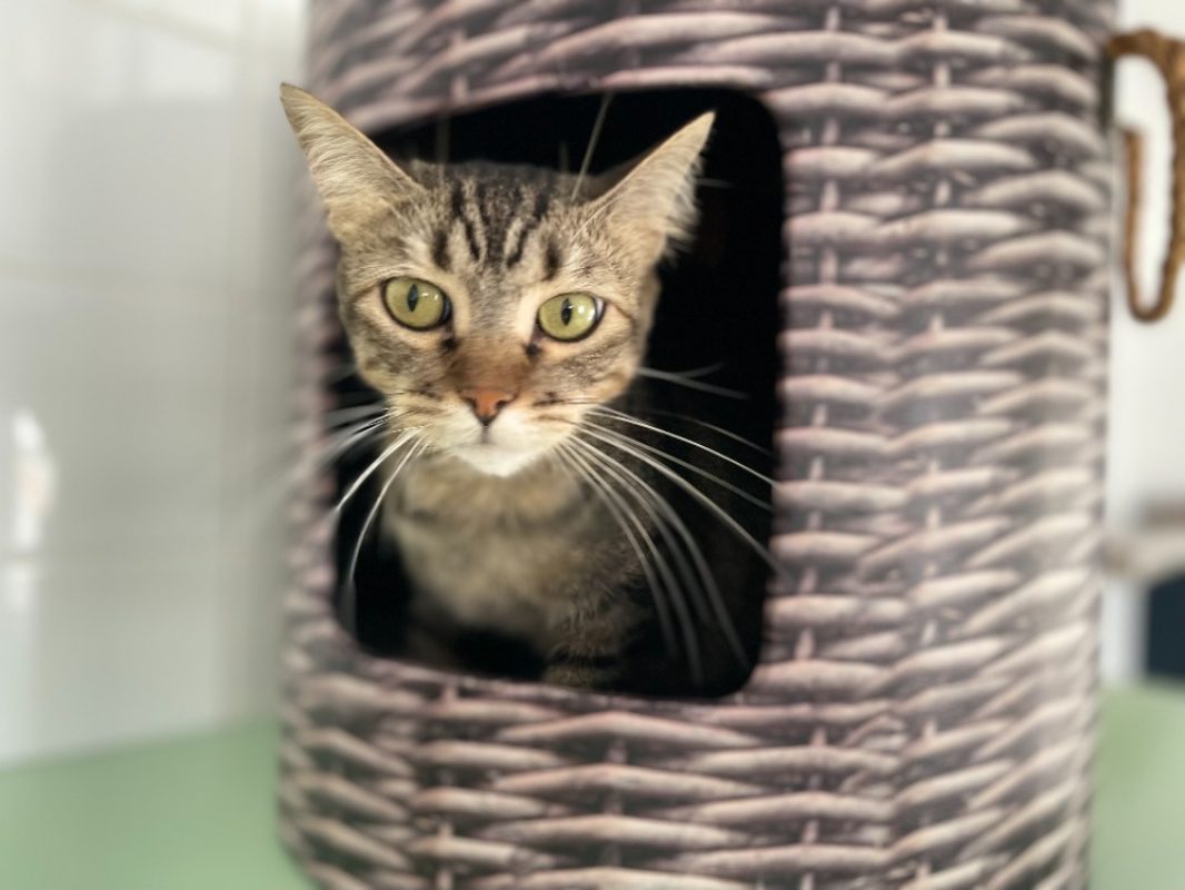 Mimine - Chat Européen à adopter