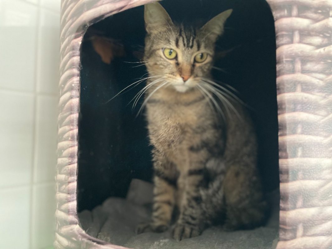 Mimine - Chat Européen à adopter - photo 2