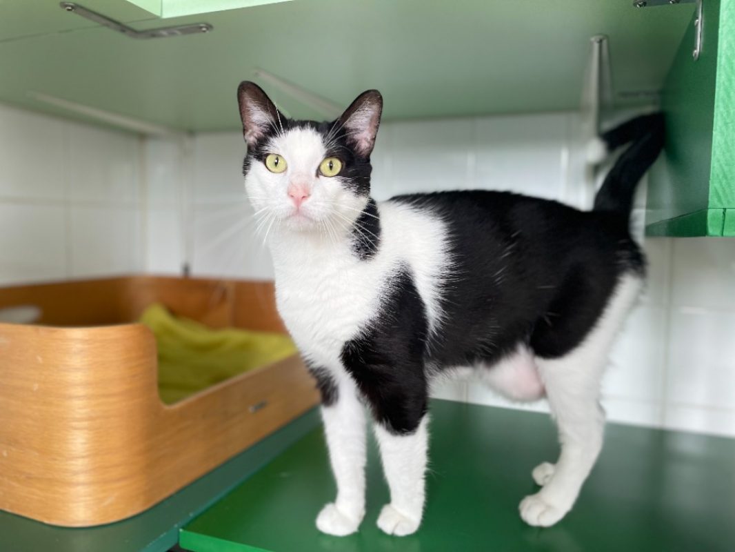 David - Chat Européen à adopter