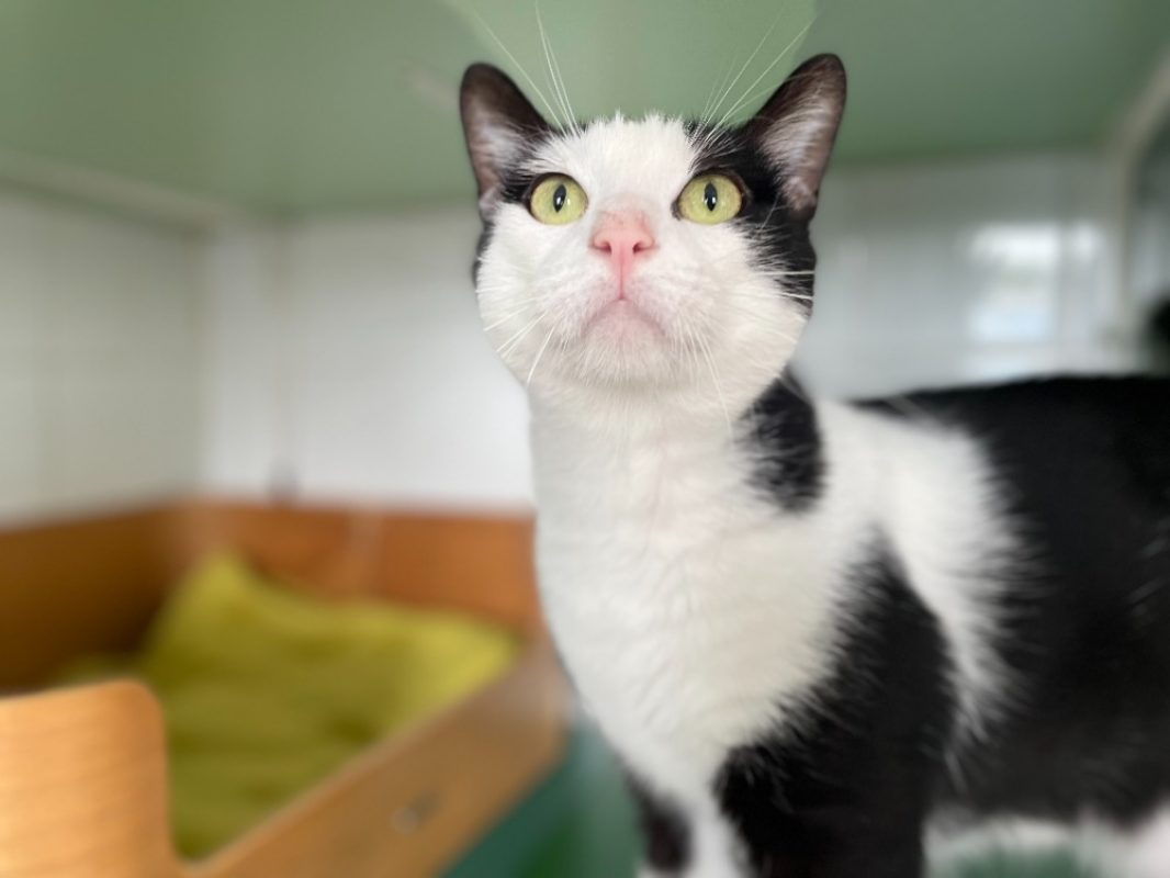 David - Chat Européen à adopter - photo 2