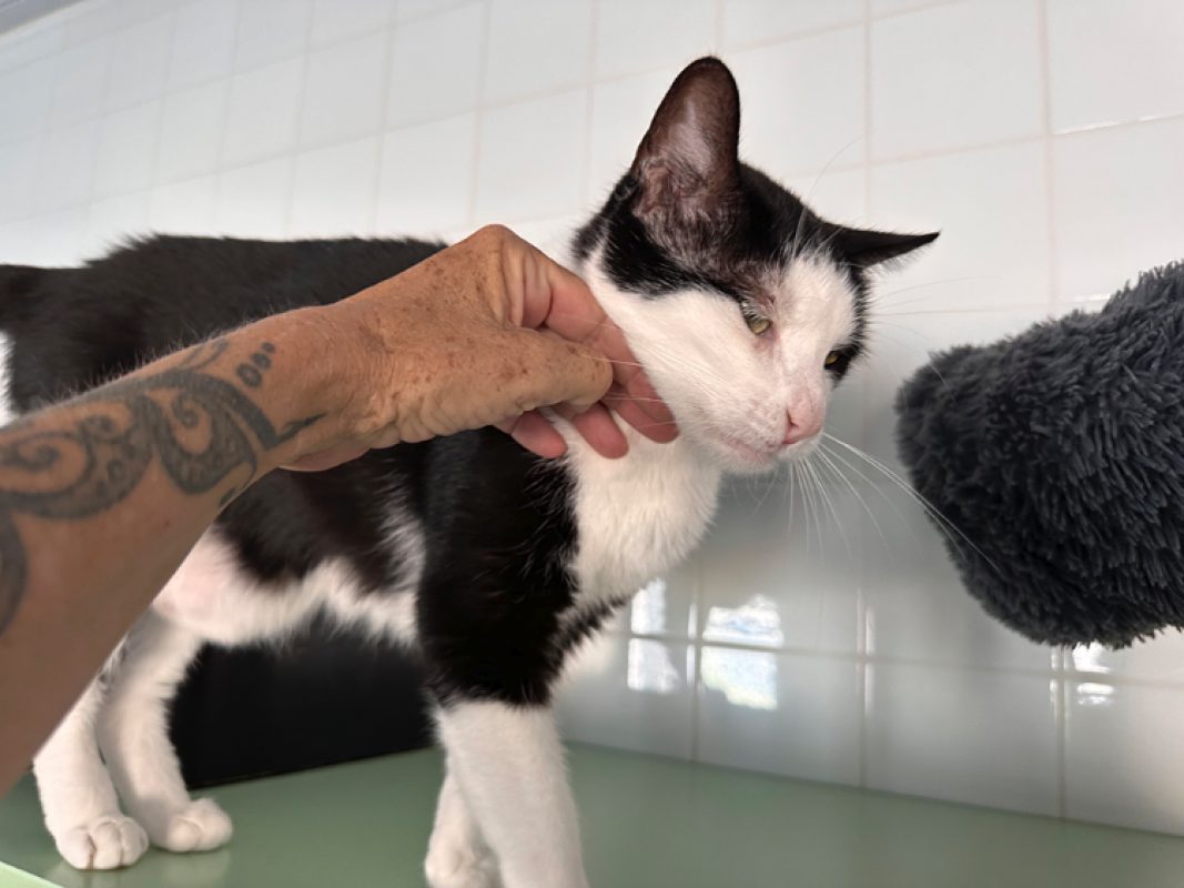 David - Chat Européen à adopter - photo 2