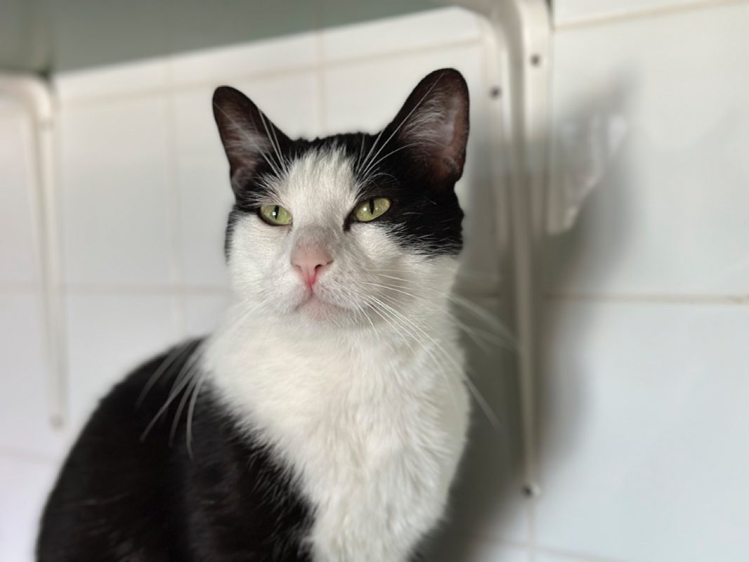 David - Chat Européen à adopter - photo 3