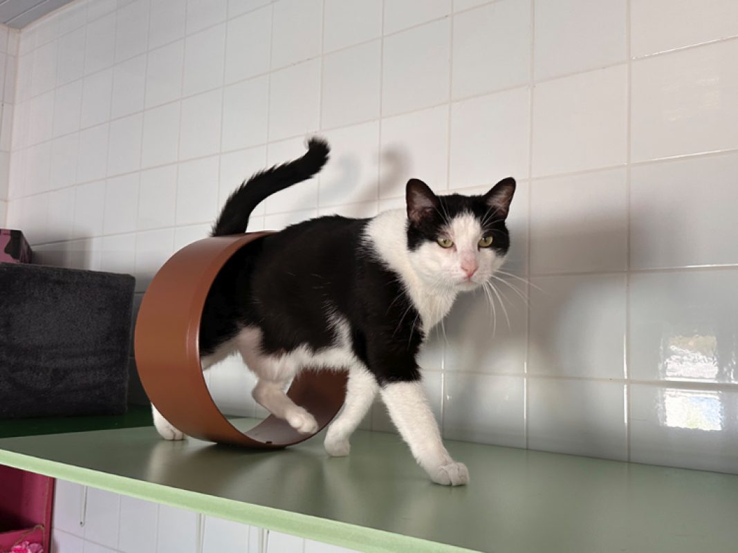David - Chat Européen à adopter - photo 5