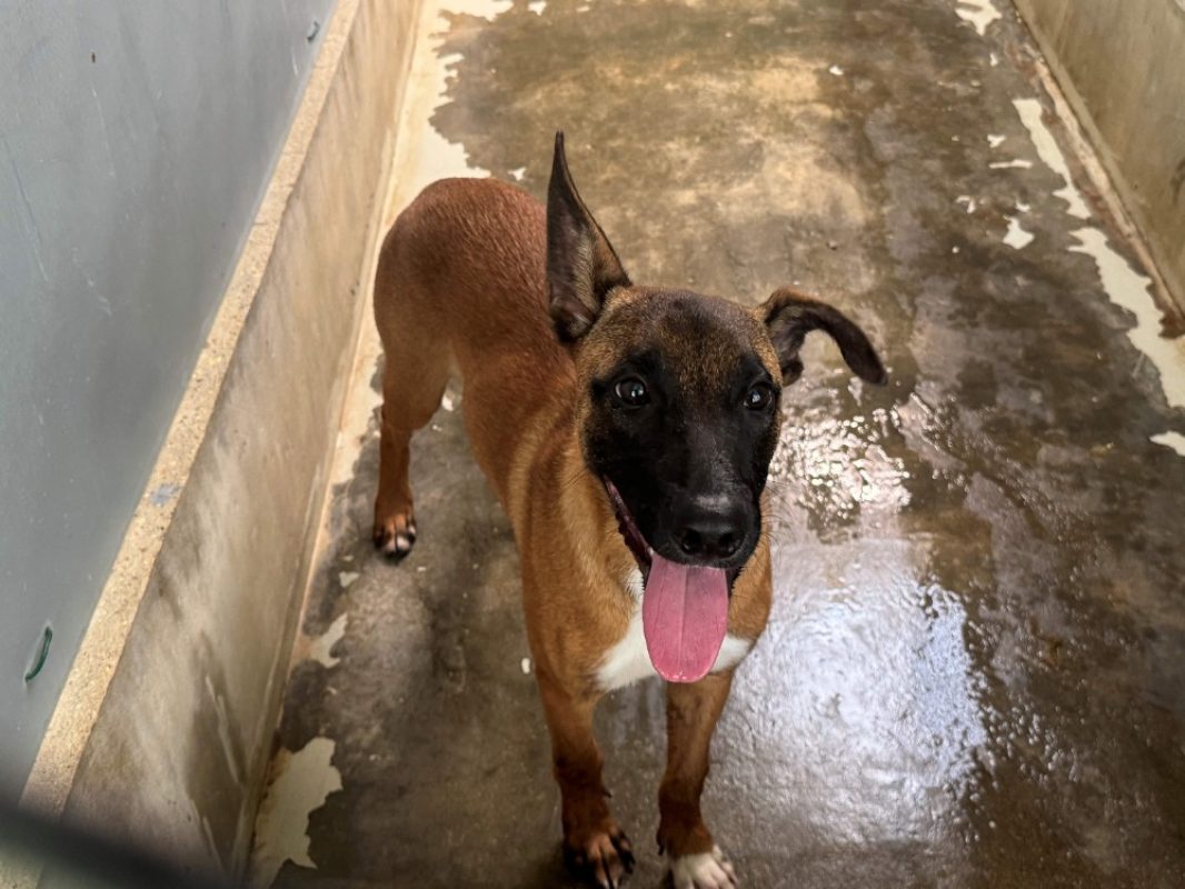 Milton - Chien Berger Belge Malinois à adopter