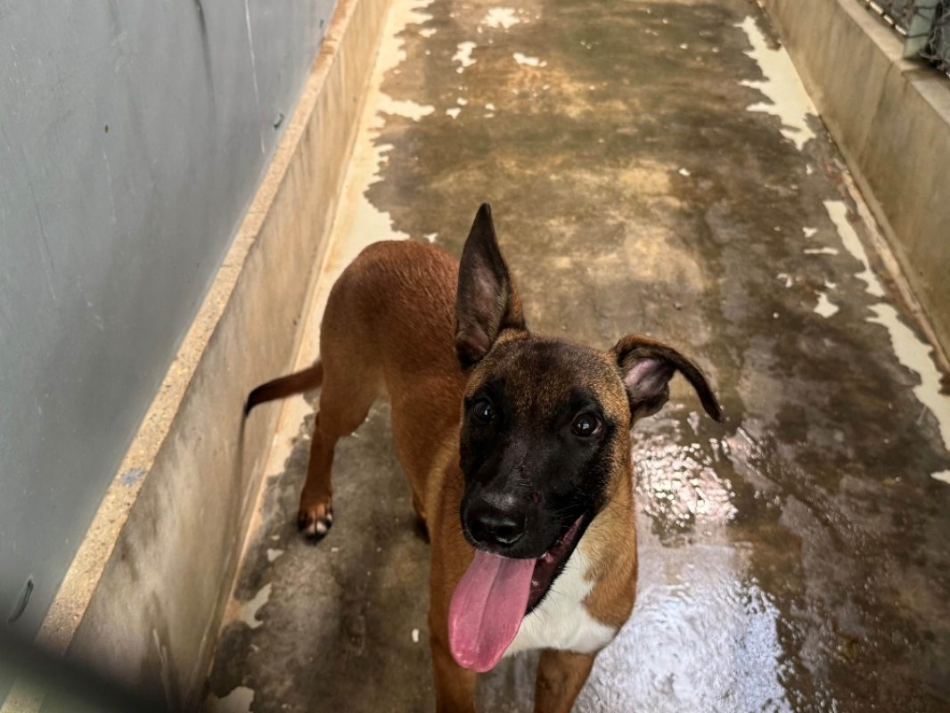 Milton - Chien Berger Belge Malinois à adopter - photo 2