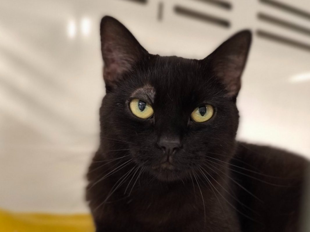 Brendy - Chat Européen à adopter