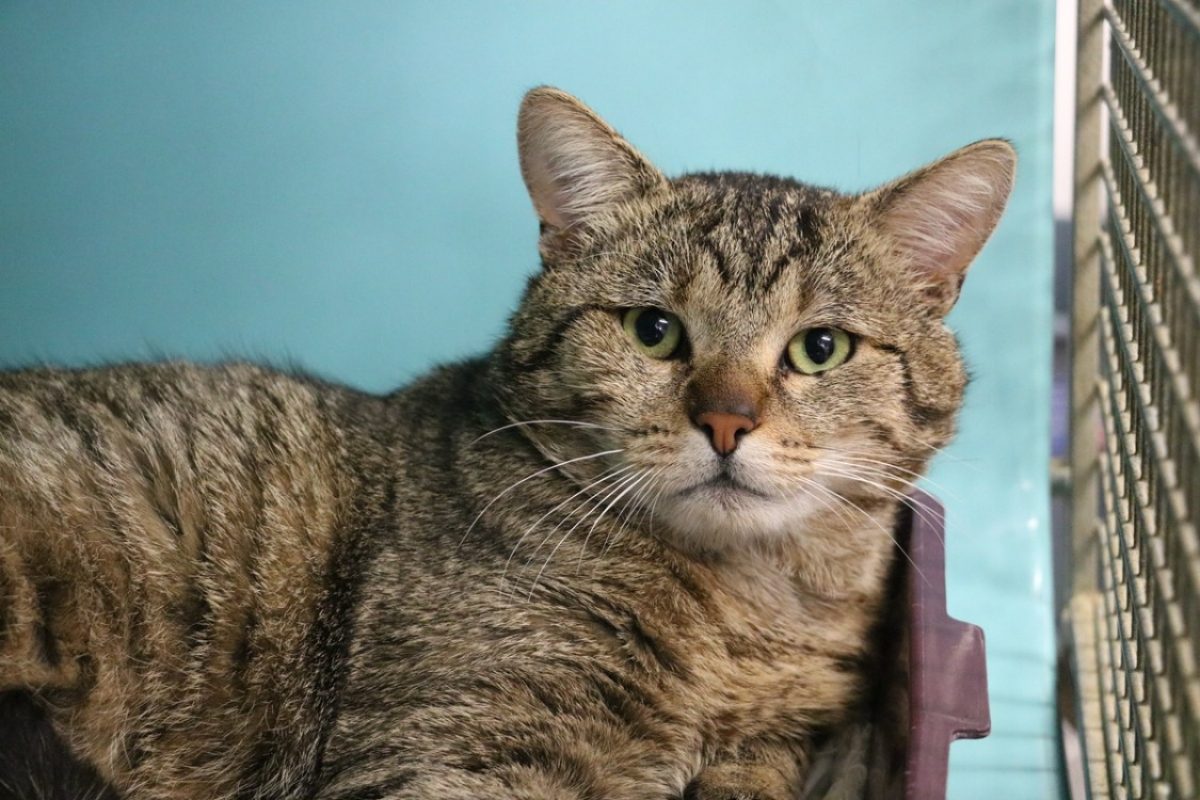 Bugatti - Chat Européen à adopter