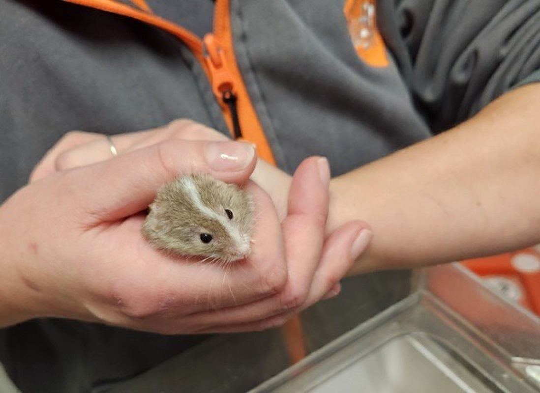 Jerry qnac - Rongeur Souris à adopter