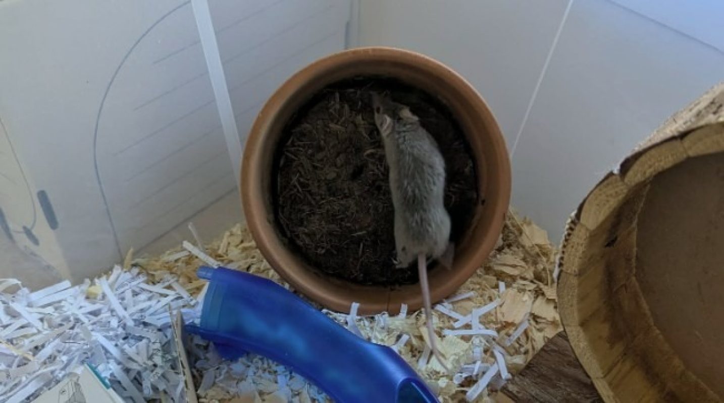 Mojito qnac - Rongeur Souris à adopter