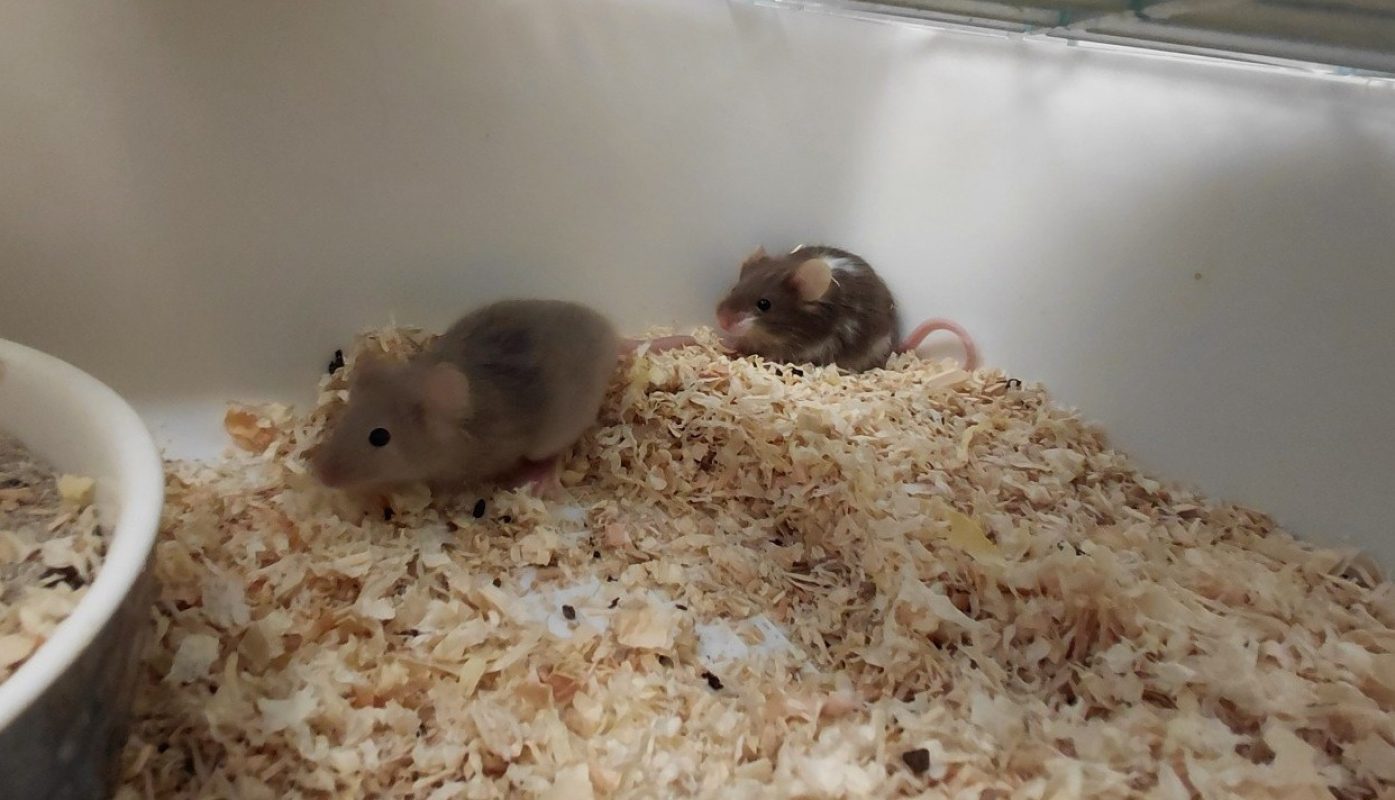 Mojito qnac - Rongeur Souris à adopter - photo 2