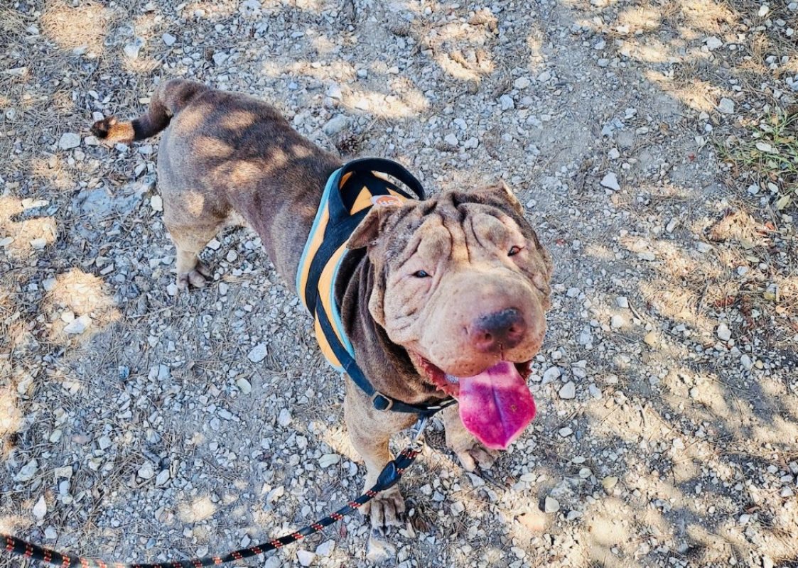 Milka - Chien à adopter