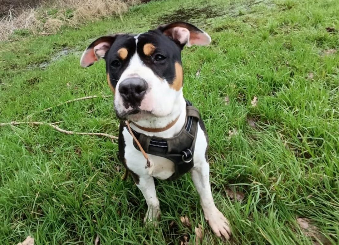 Oslo - Chien à adopter