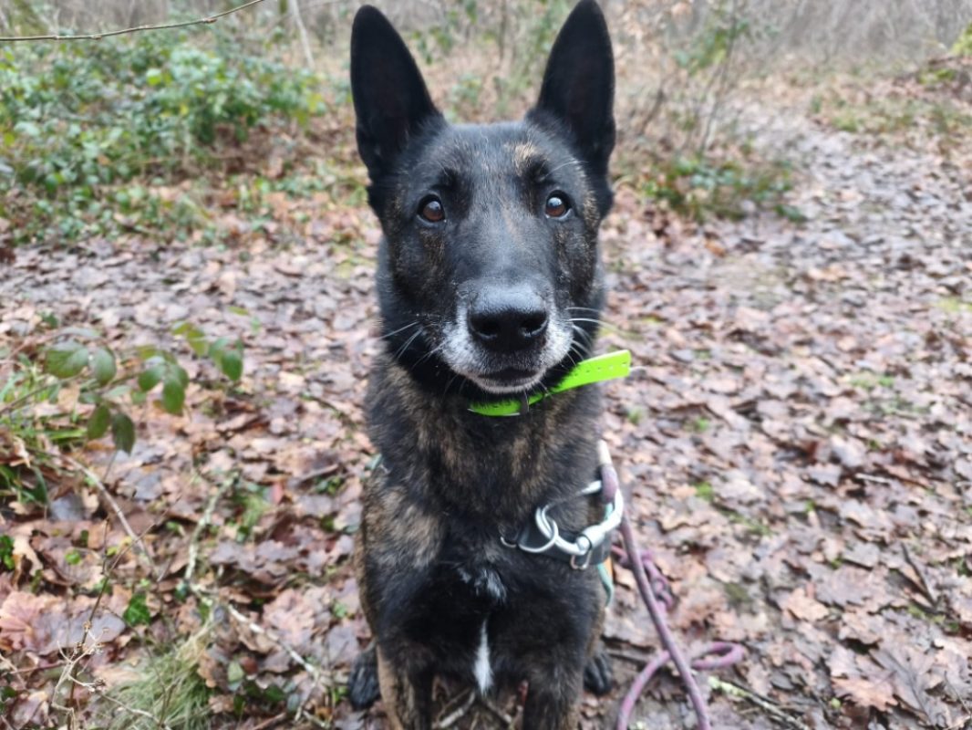 Pablo - Chien Berger Hollandais à adopter