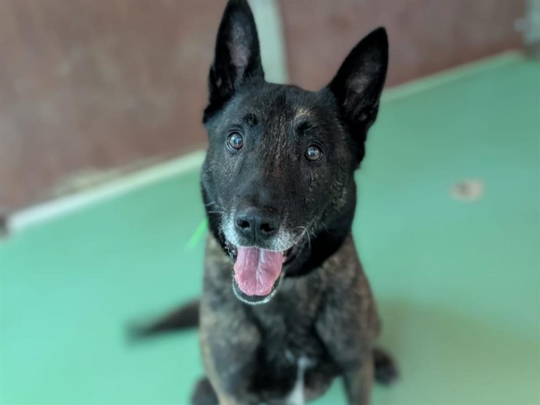 Pablo - Chien Berger Hollandais à adopter - photo 7